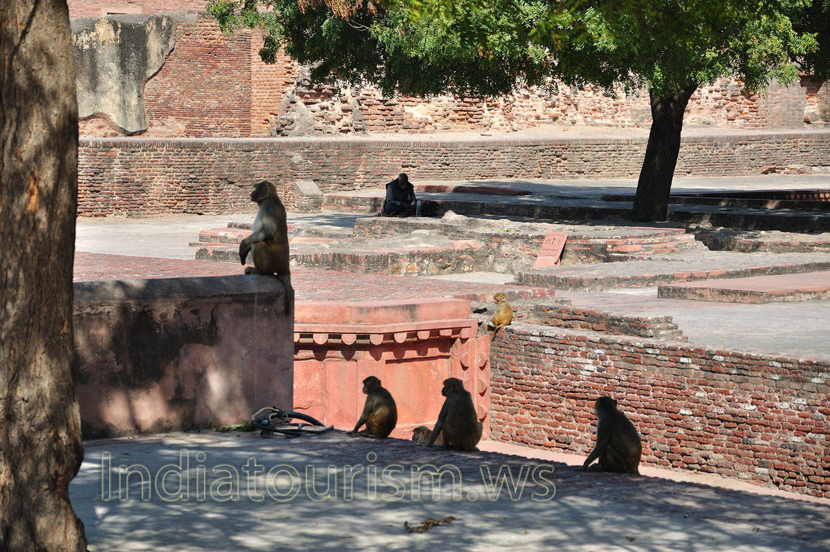 monkeys sitting in the shade of the trees