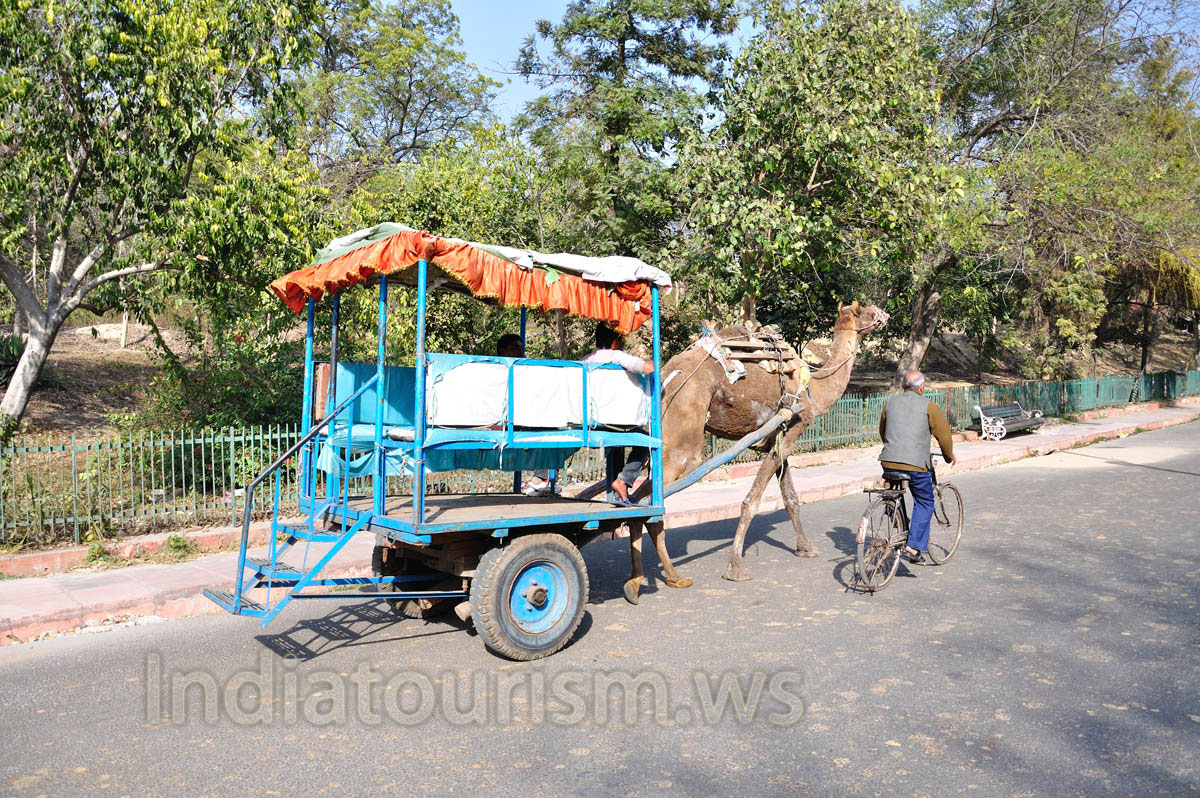 Camel cart on its way to the Taj Mahal