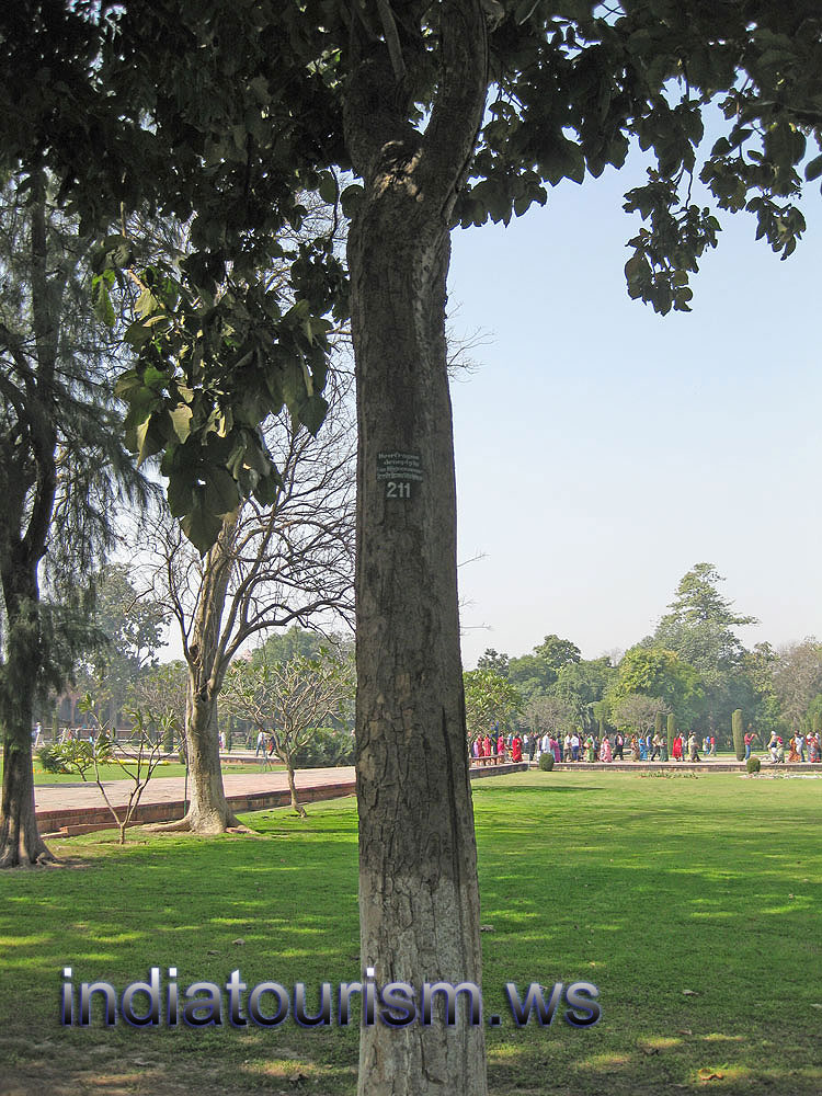 Heterophragma adenophyllum 211