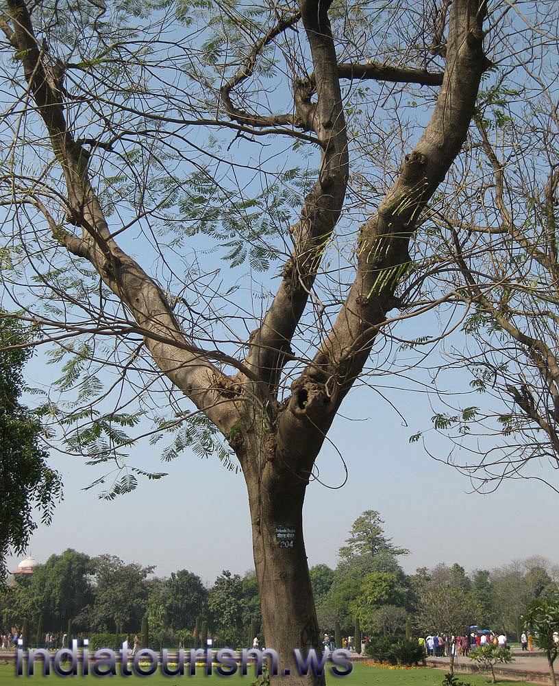 Delonix regia 204
