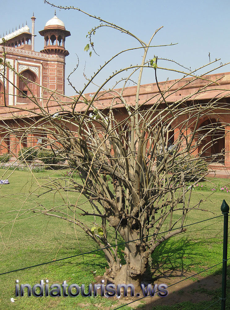 bush with white flowers