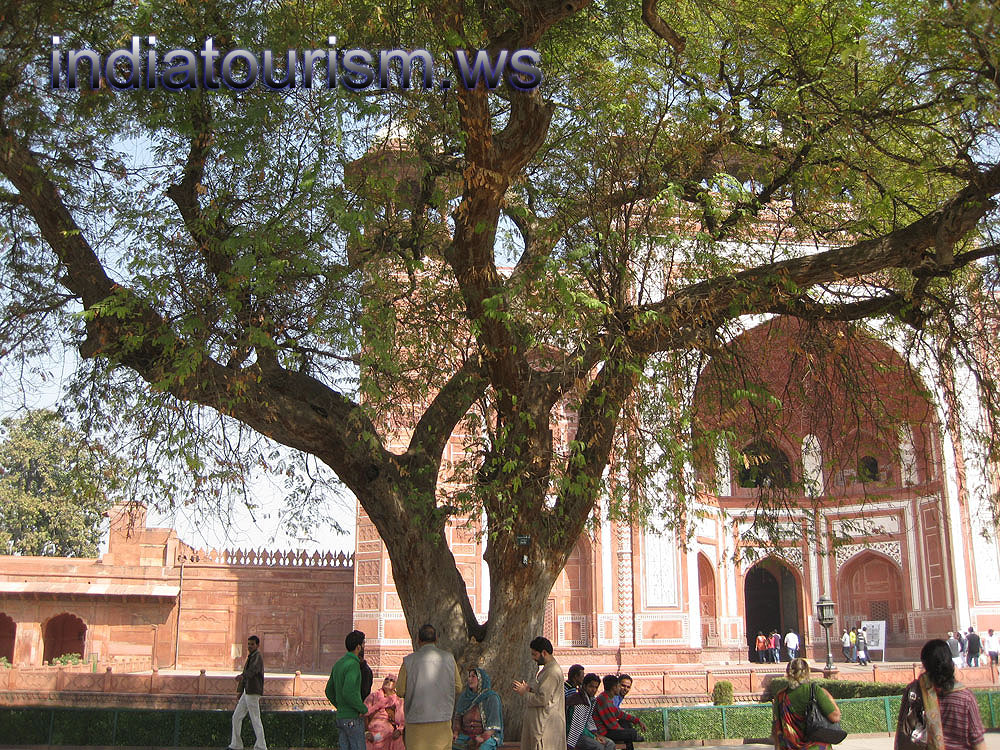 Tamarindus indica 398