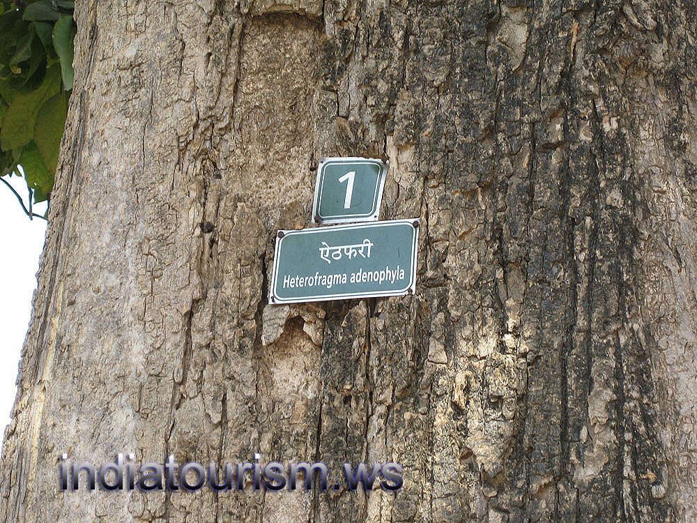 Heterophragma adenophyllum