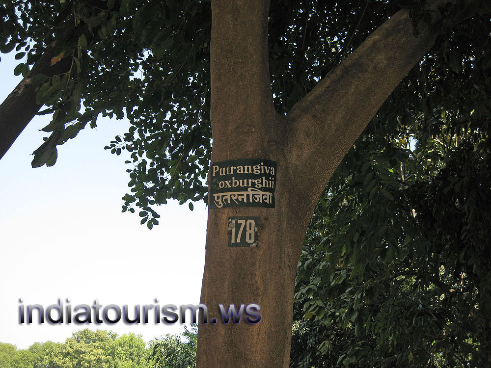 Putranjiva roxburghii 178