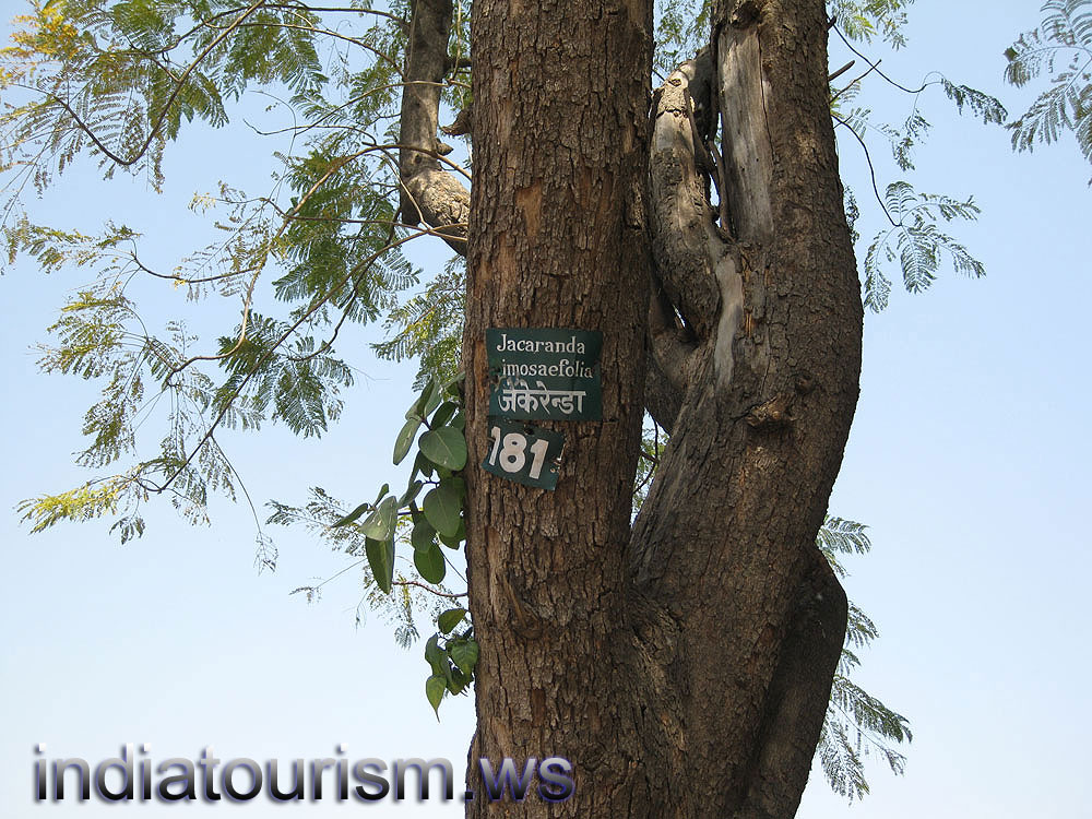 Jacaranda mimosifolia