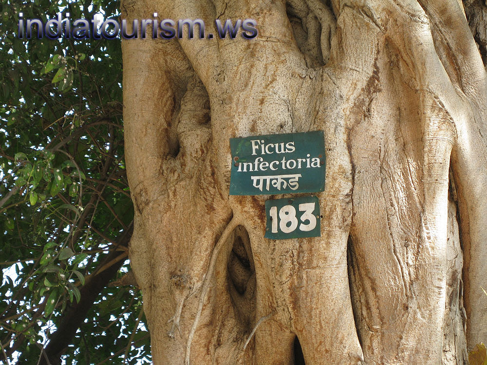 Ficus infectoria