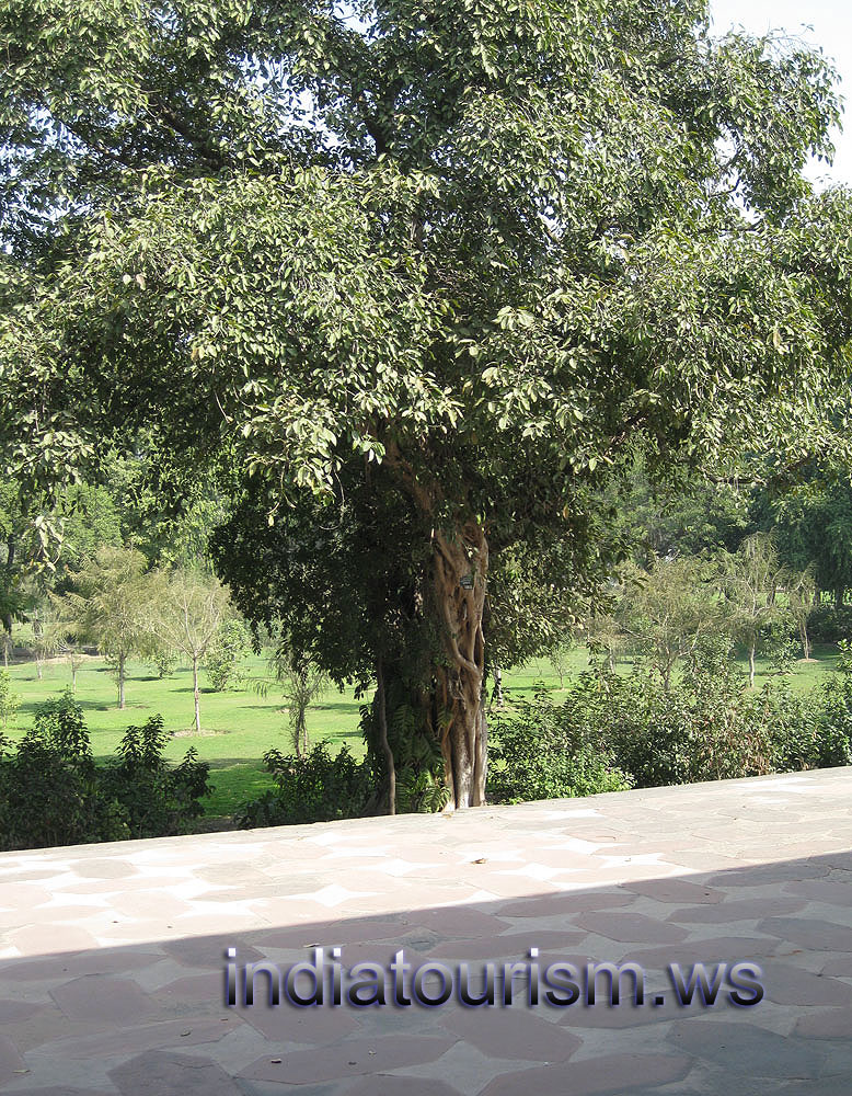 Ficus infectoria 183