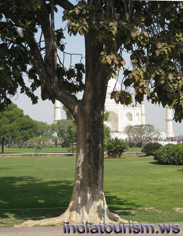 Heterophragma adenophyllum 1