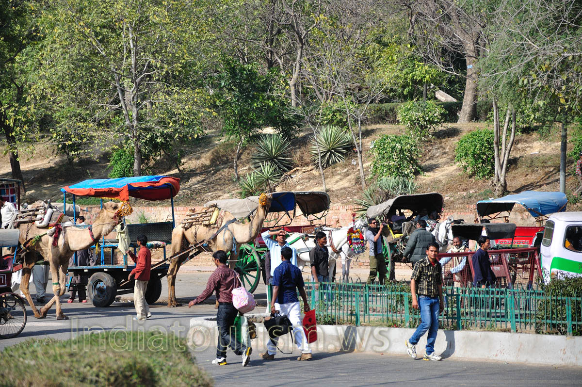 There are many horse and camel carts here
