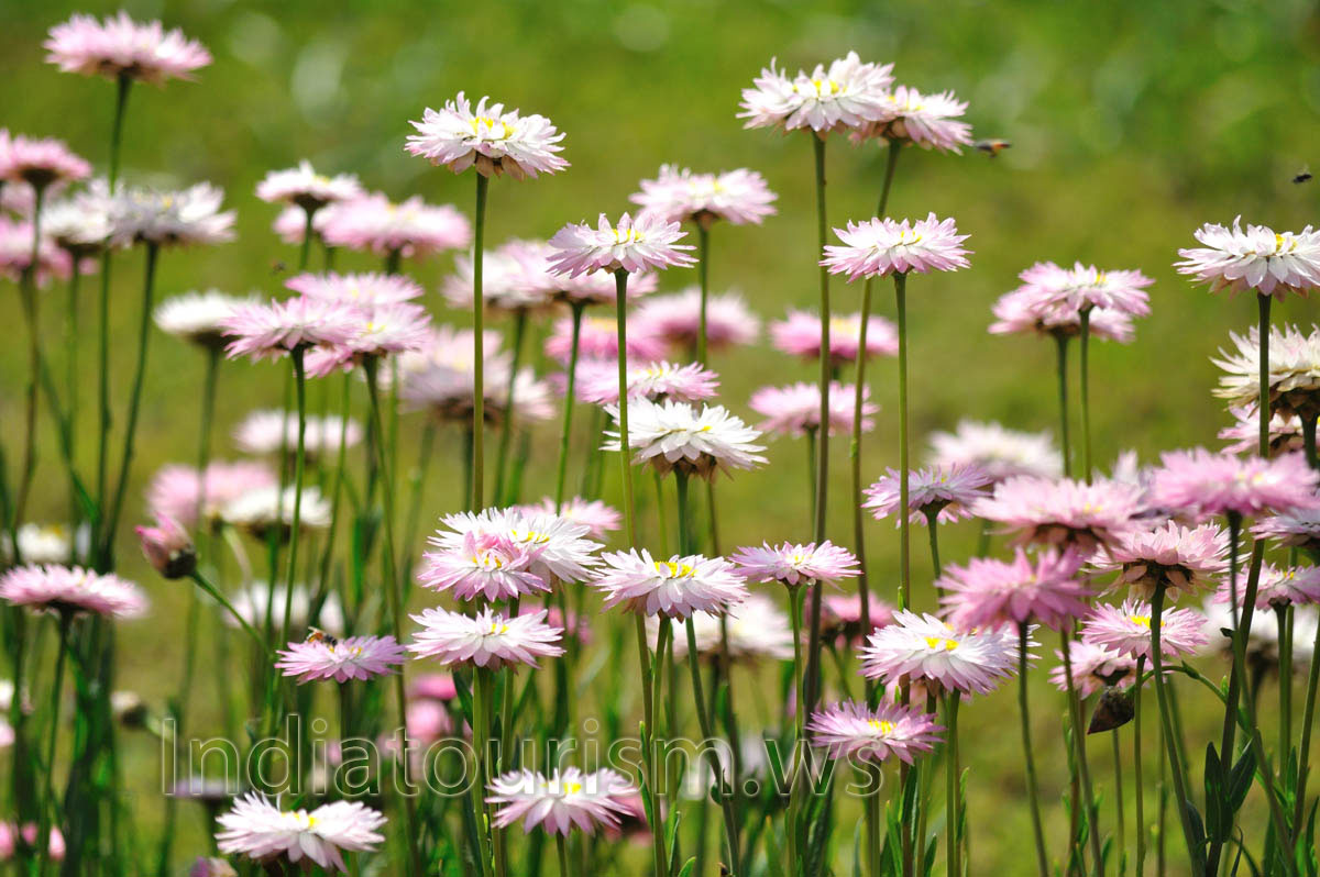 These pink flowers grow in the Jilaukhana