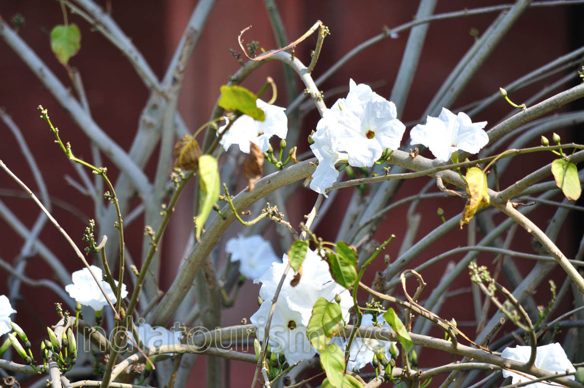 white flowers of the Forecourt