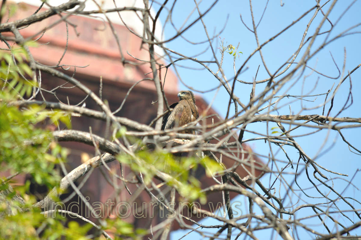 eagle is on the tree