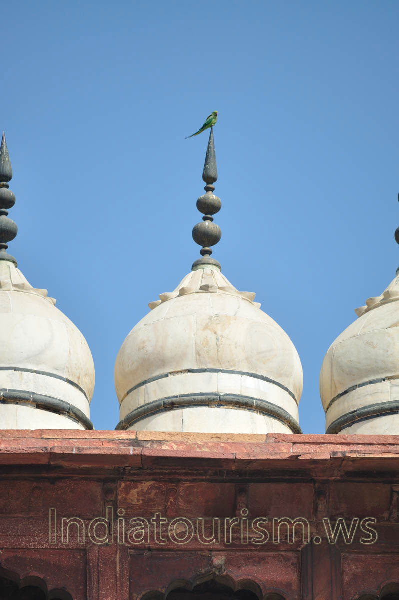 parrot is on the top of the dome