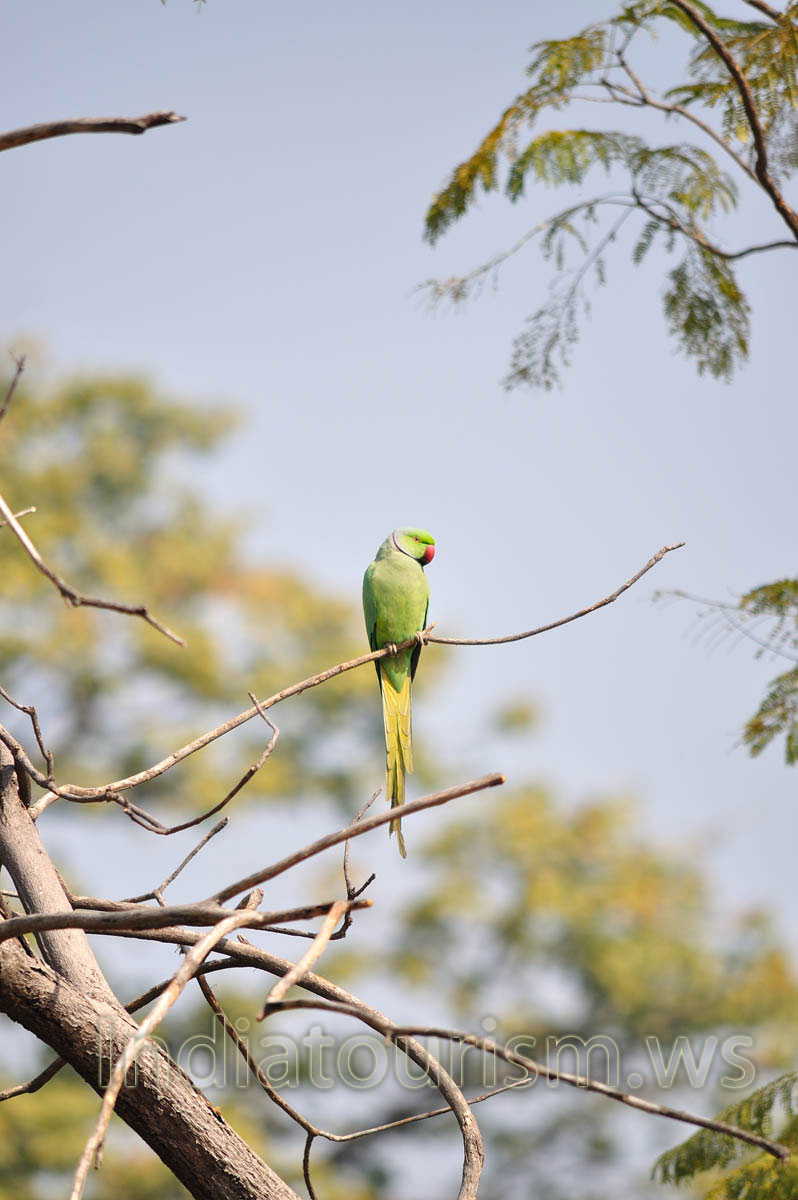 green parrot with red beak
