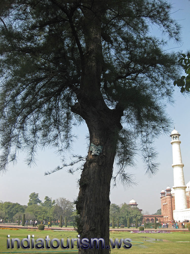 Casuarina equisetifolia