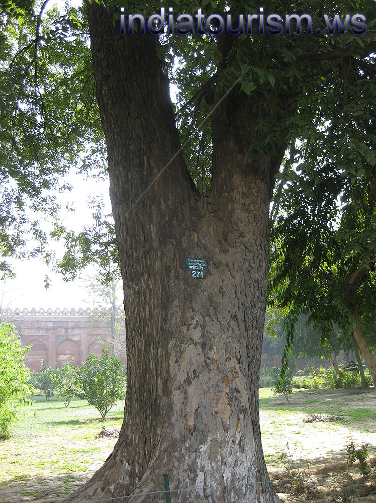 Swietenia macrophylla 271