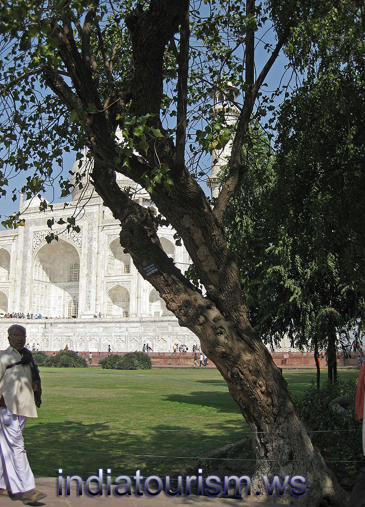 Thespesia populnea and the taj