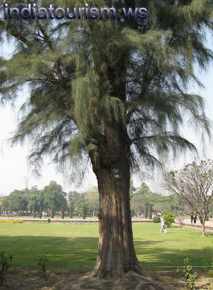 Casuarina equisetifolia 238