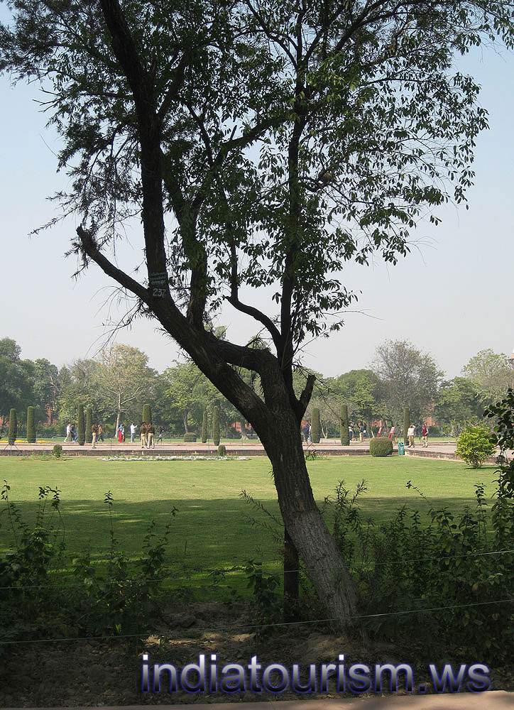 Callistemon lanceolatus