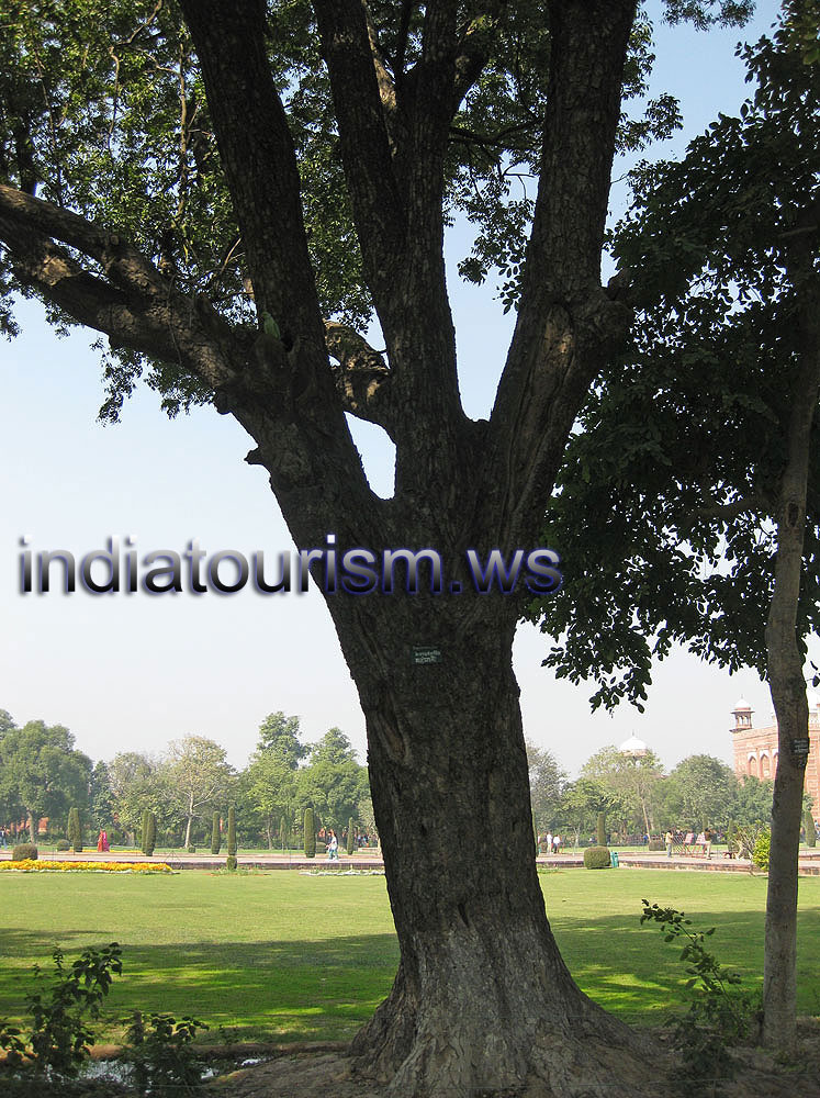 Swietenia macrophylla