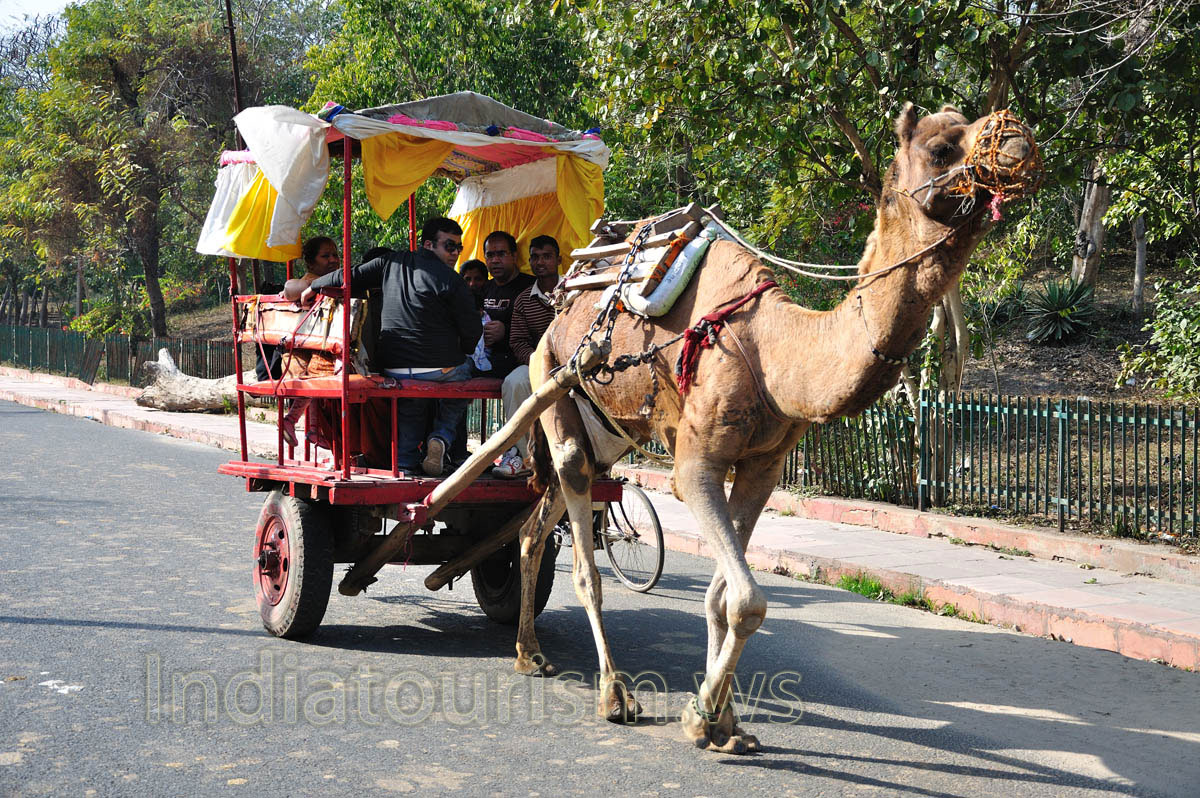 Camel cart with the passengers