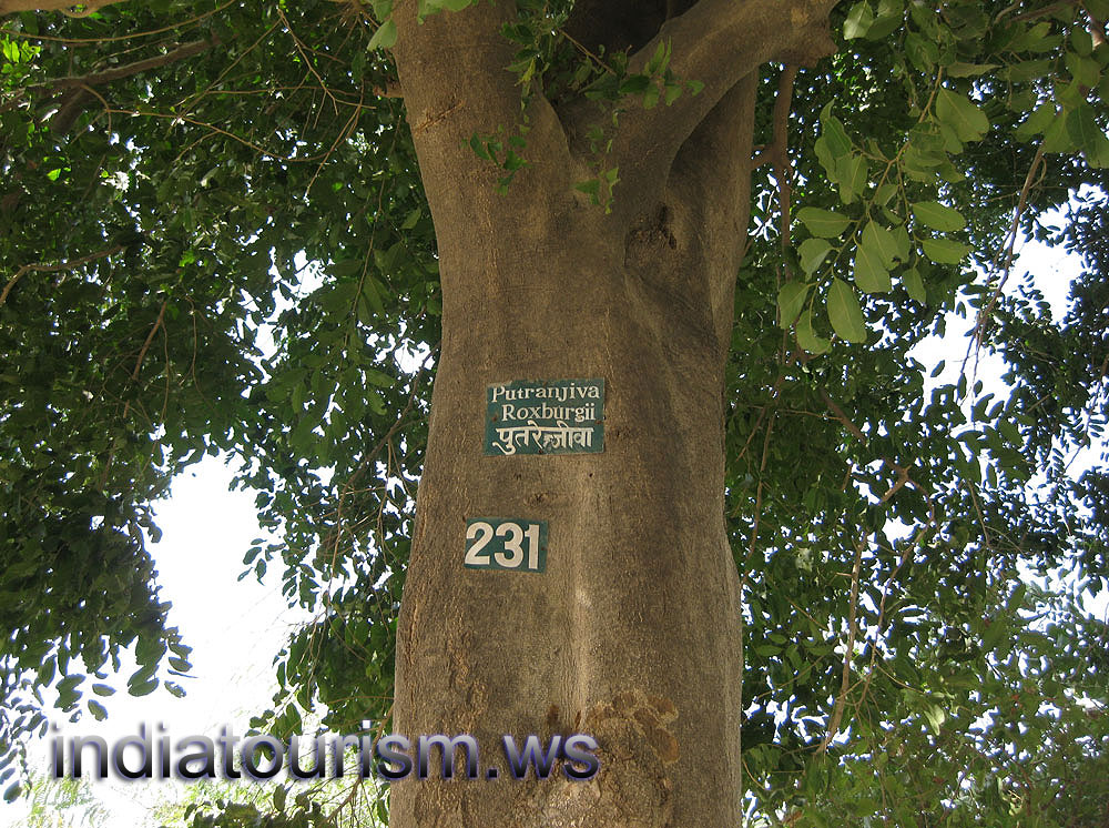 Putranjiva roxburghii 231