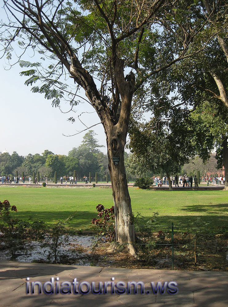 Peltophorum ferrugineum