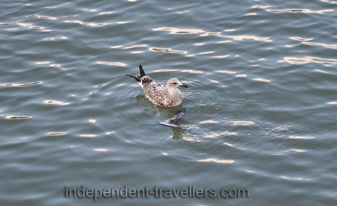 Seagull is eating the remains of the other bird in the Port channel of Rimini close to the Bridge of Tiberius