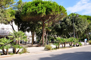 Low palm trees in the Federico Fellini park