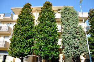 Tall magnolia trees in front of the house on the Bagli street, 63