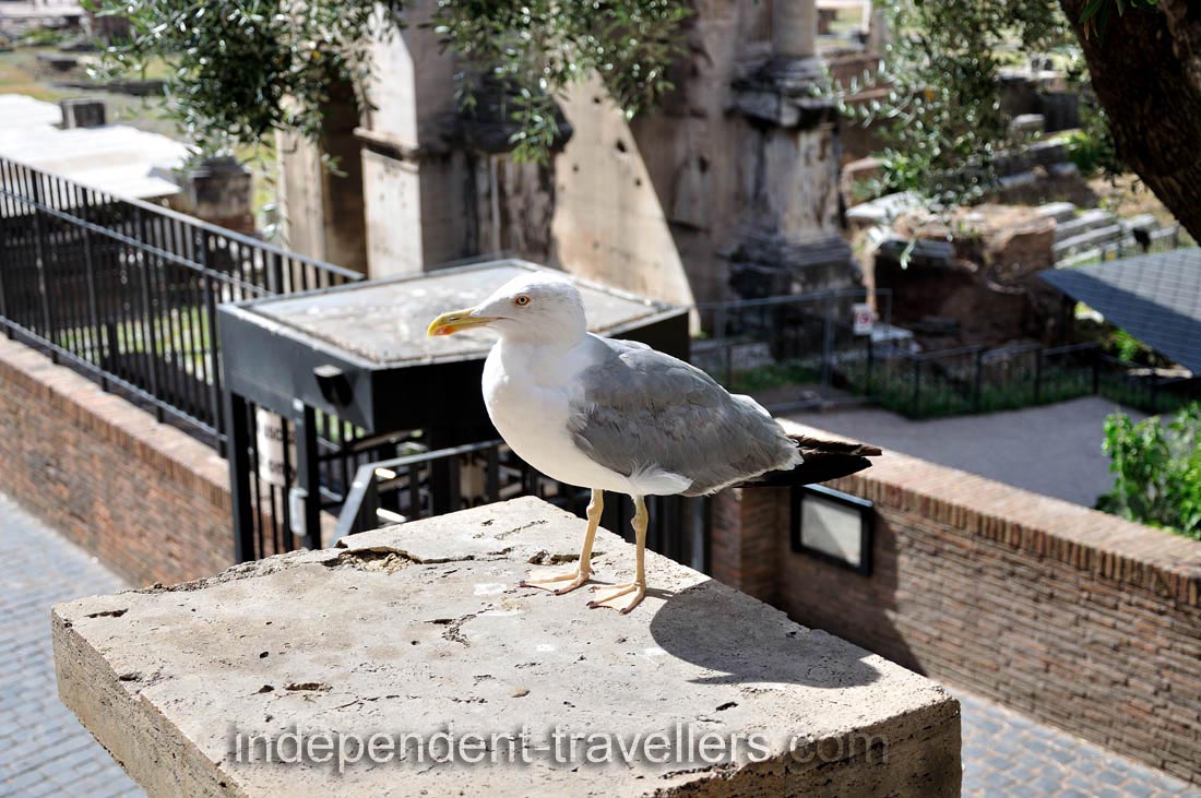 A seagull at the northeast end of the Roman Forum