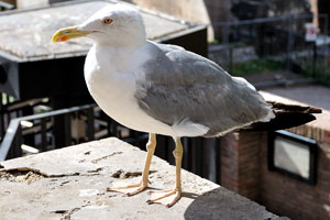 A seagull at the northeast end of the Roman Forum
