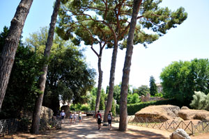 Some tall trees of the Palatine Hill grow up to the skies