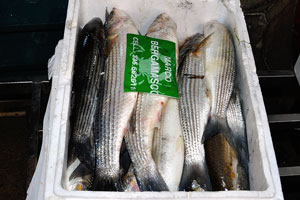 Rialto fish market: fresh mullet
