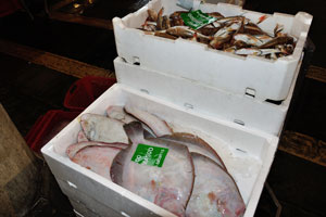 Rialto fish market: fresh flatfish