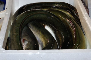 Rialto fish market: fresh eels