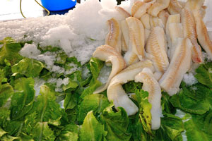 White fish fillet is placed on green leaves between pieces of ice
