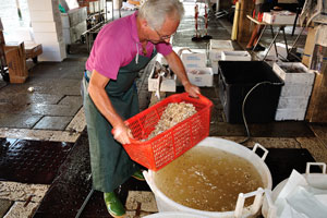Rialto fish market: a man is washing tiny edible molluscs