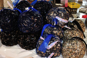 Rialto fish market: an abundance of shellfish