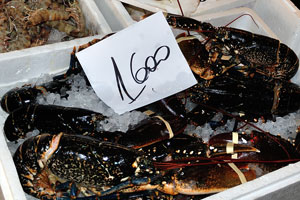 The price of black lobsters is €16 per kg