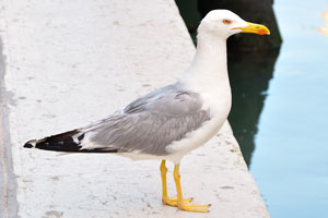 A Venetian seagull