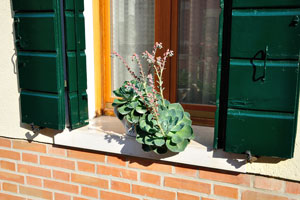 Flowering houseplant on the windowsill, Calle Barovier on Murano island
