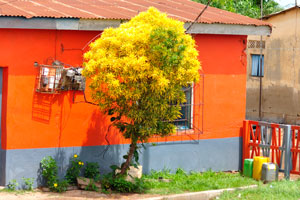 A yellow tree is somewhere at the road between Yamoussoukro and Korhogo