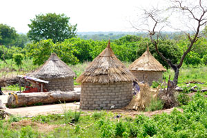 Round houses have thatched roofs in the Senoufo village