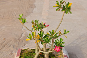 An adenium plant grows in the hotel OLYMPE