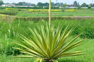 Agave grows on the territory of Basilica of Our Lady of Peace complex