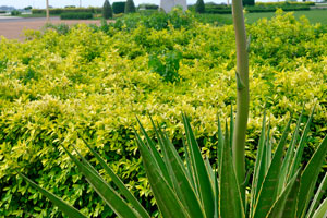Plants with variegated leaves are used in the landscape design of Basilica of Our Lady of Peace complex