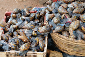 Giant african snails are at the market of Le Marché de Mô Faitai