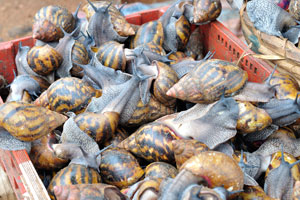A clutch of live giant African snails from the market of Le Marché de Mô Faitai