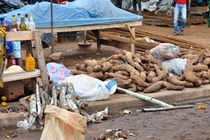 Cassava root “Manihot esculenta” is at the market of Le Marché de Mô Faitai